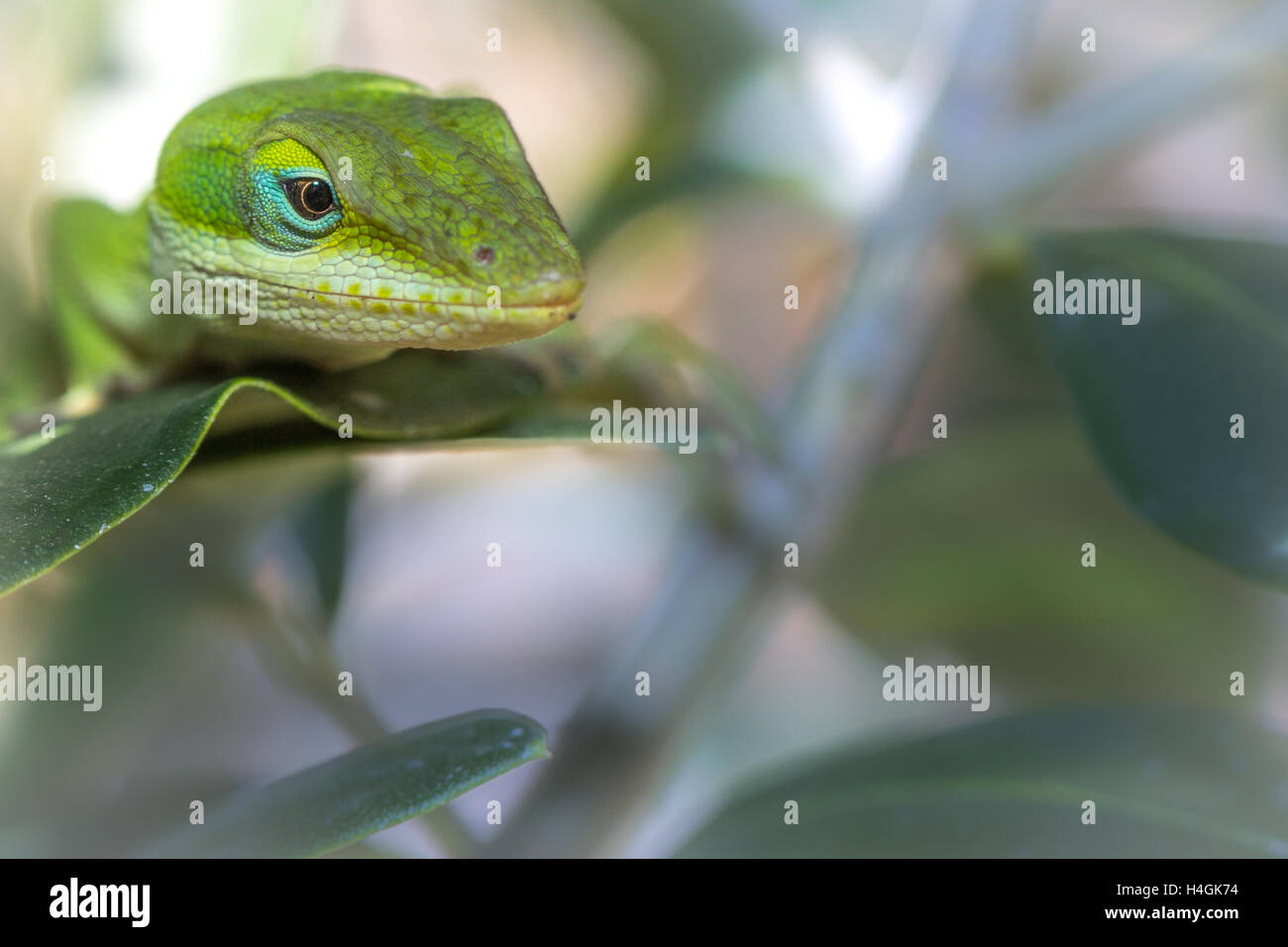 Lizard ambiente di stoccaggio per i prodotti alimentari Foto Stock