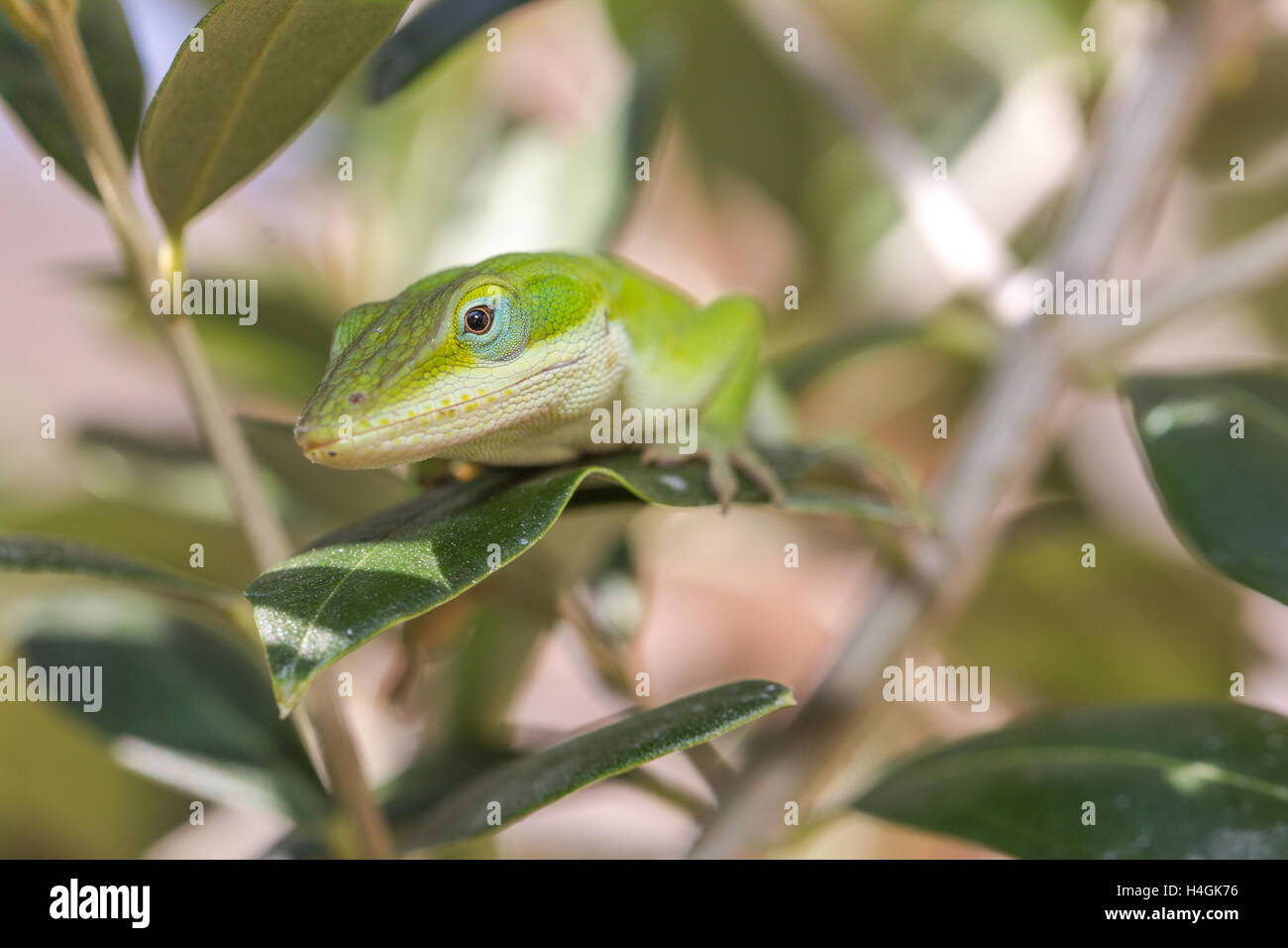 Lizard ambiente di stoccaggio per i prodotti alimentari Foto Stock