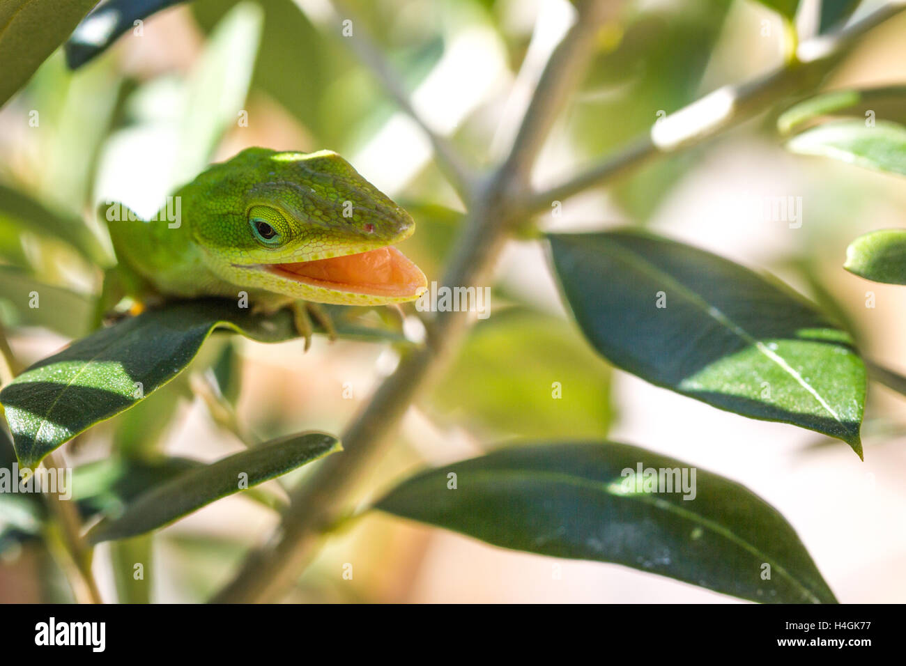 Verde Camaleonte Lizard con bocca aperta Foto Stock
