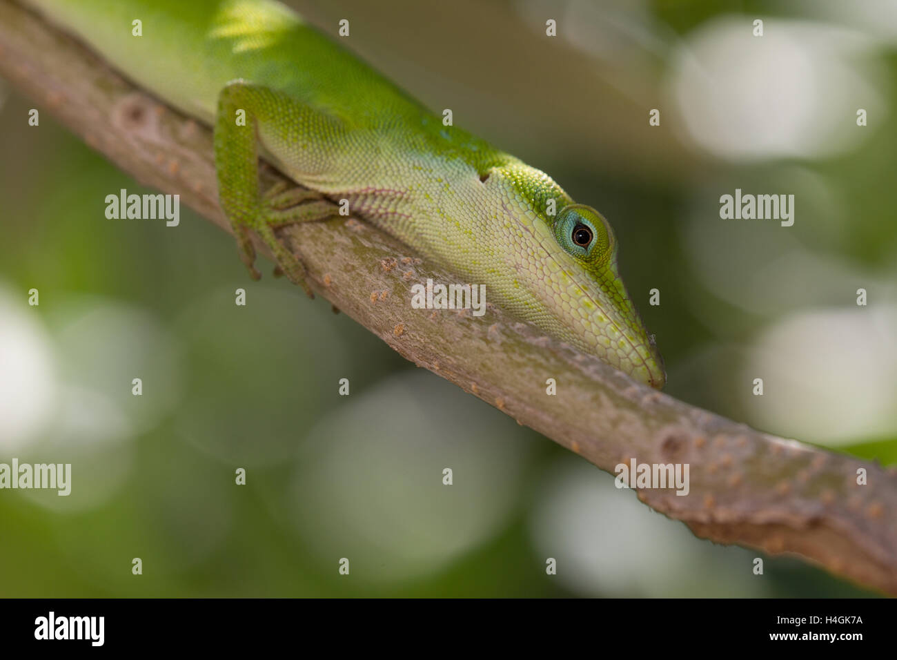 Lizard ambiente di stoccaggio per i prodotti alimentari Foto Stock