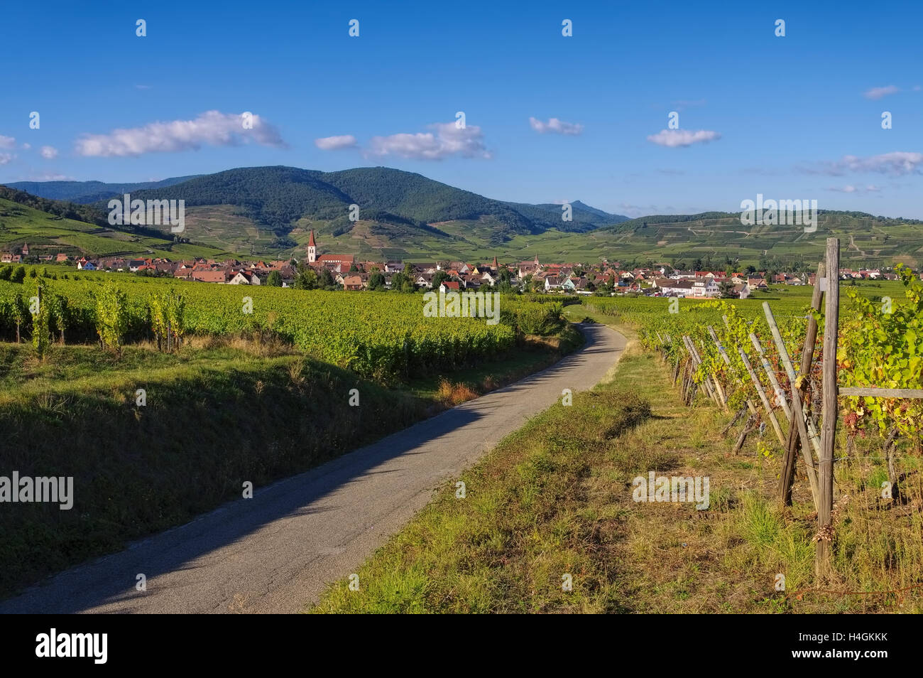 Weinberg und Stadtansicht Ammerschwihr im Elsass, Frankreich - Vigna e townscape Ammerschwihr, Alsazia in Francia Foto Stock