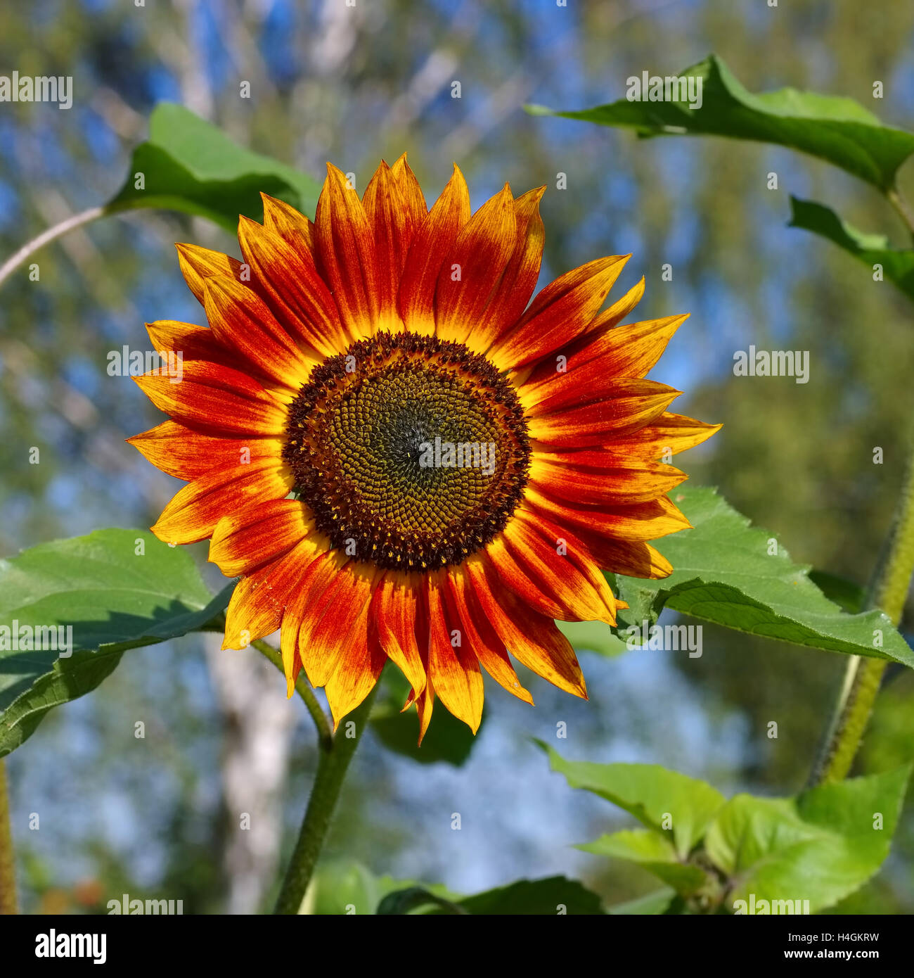 Einzelne Sonnenblume im Sommer - singolo girasole in estate, pianta di giardino Foto Stock