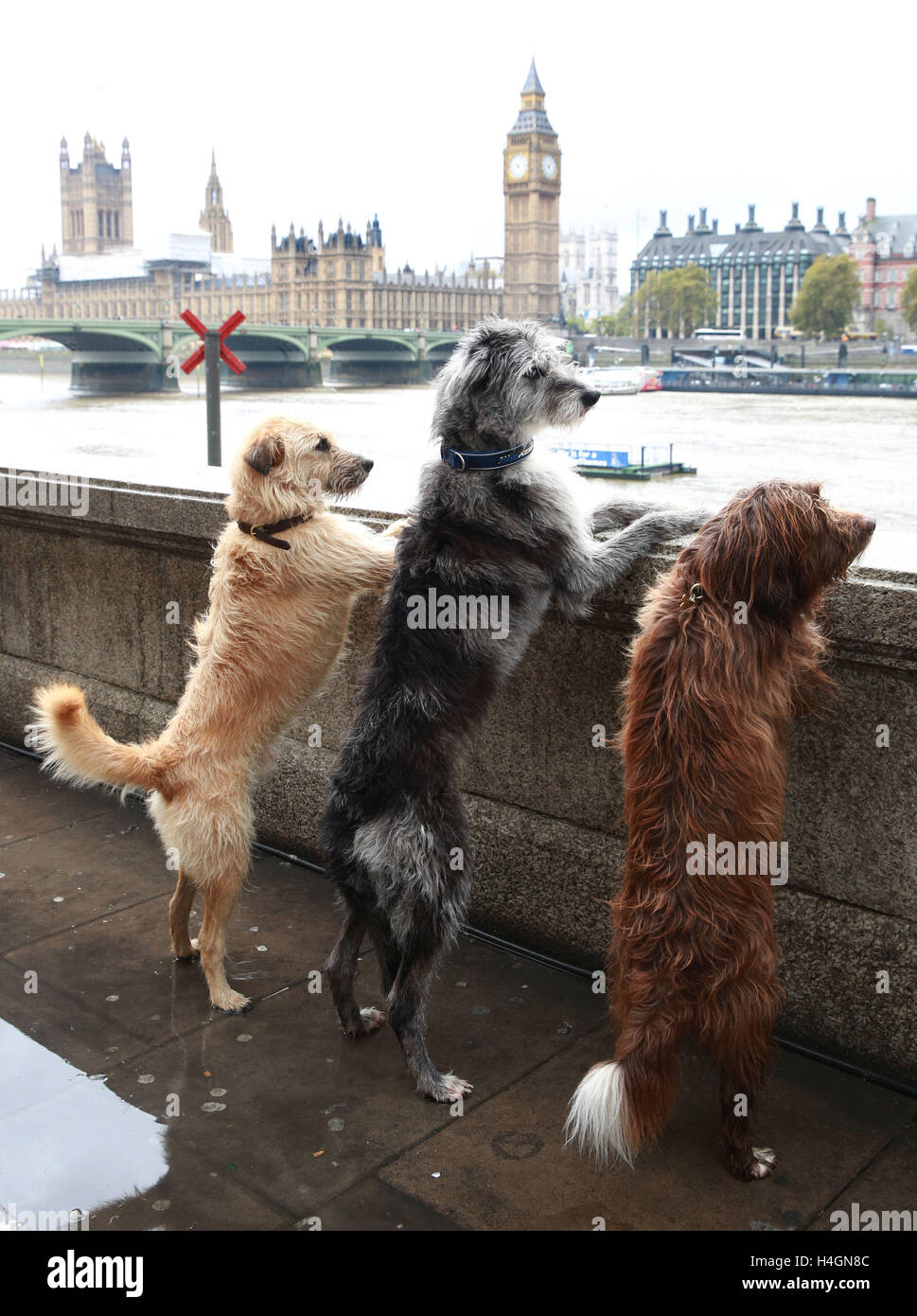 (Da sinistra a destra) Barley (crossbreed), Chase (crossbreed) e Cracker (crossbreed) sulla Queens Walk, nel centro di Londra, come Ã"cani che prendono il controllo di Londra", per segnare il conto alla rovescia per lo spettacolo dei cani Eukanuba Discover Dogs all'Excel il 22 e 23 ottobre. Foto Stock