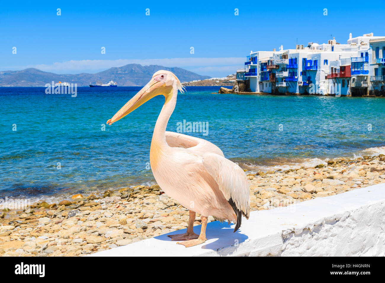 Famoso pellicano uccello che posano per una foto contro la spiaggia nella città di Mykonos, Cicladi, Grecia Foto Stock