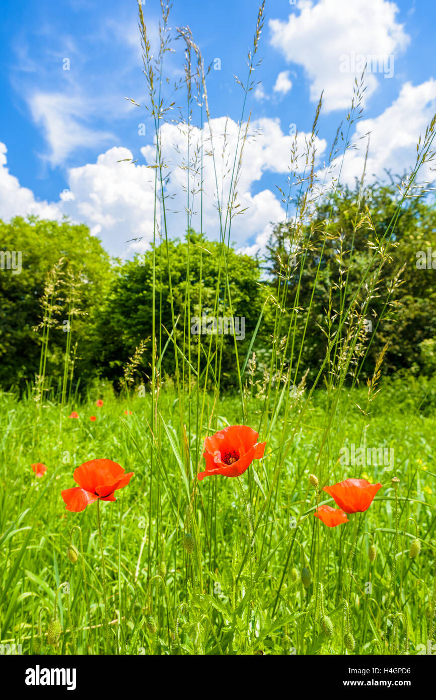 Papavero rosso fiori sul prato verde in estate, Polonia Foto Stock