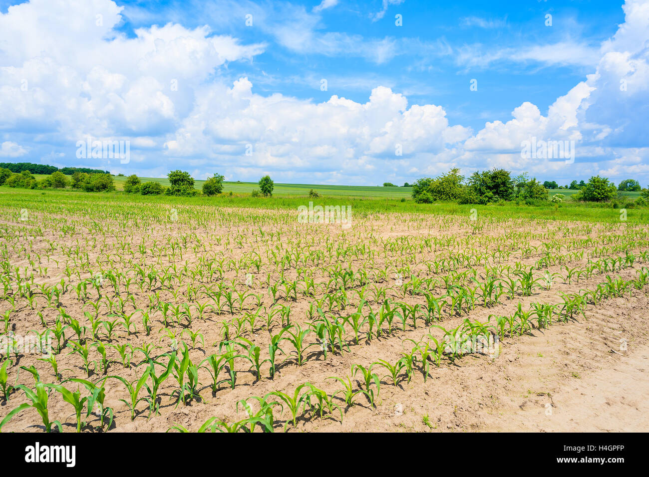 Bellissimo campo verde con nuvole bianche sul cielo blu in estate paesaggio, Polonia Foto Stock