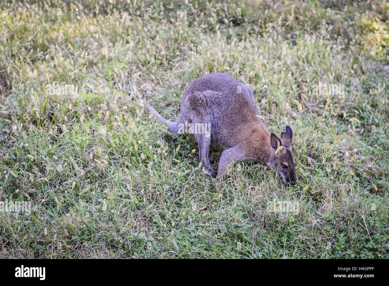 Rosso-un wallaby dal collo o il Bennett's wallaby (Macropus rufogriseus) in erba Foto Stock