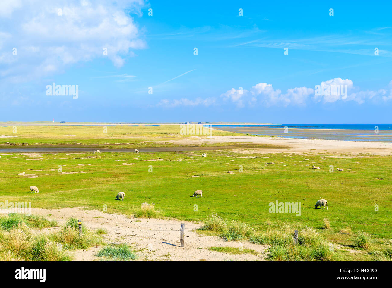 Pecore al pascolo su prato verde sulla costa settentrionale dell'isola di Sylt vicino a Porta Elenco, Germania Foto Stock