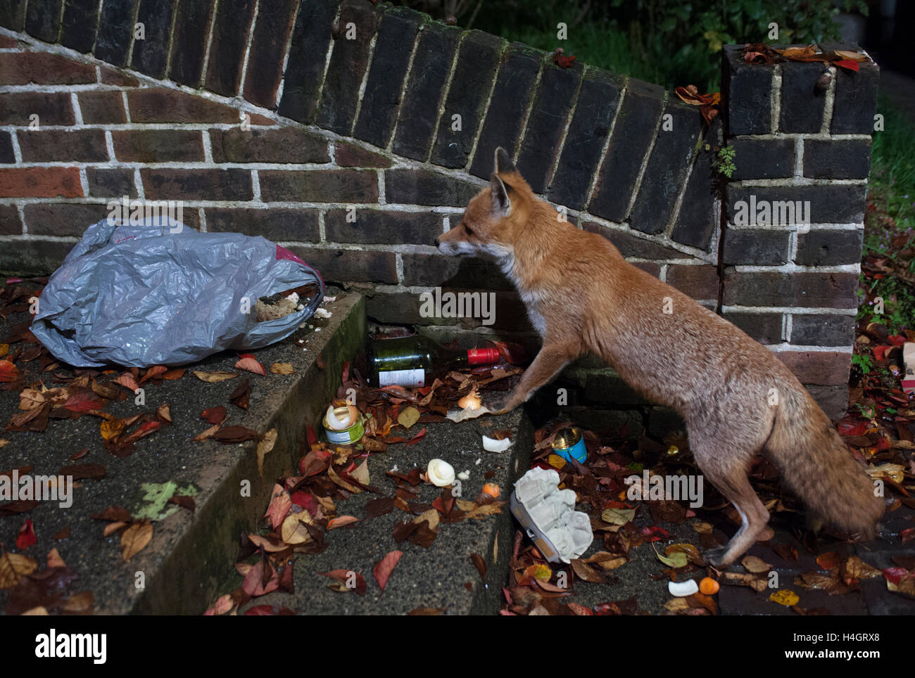 Urban Red Fox, (Vulpes vulpes vulpes), ricerche sacchi per immondizia per residui di cibo durante la notte in un giardino frontale, London, Regno Unito Foto Stock