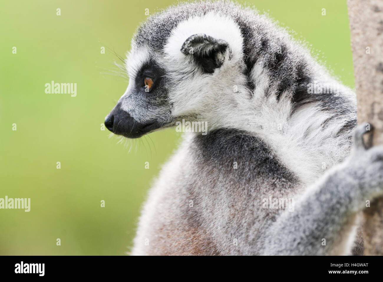 Anello-tailed lemur sono altamente sociale che vivono in grandi gruppi portano da una femmina dominante. Lo stato di conservazione in pericolo di estinzione Foto Stock