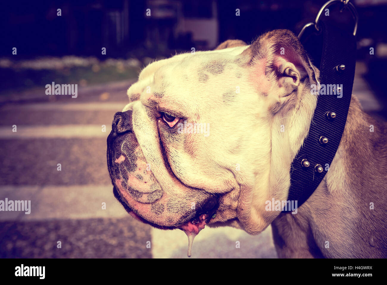 Ritratto di profilo di adulto Bulldog Inglese,fuoco selettivo Foto Stock