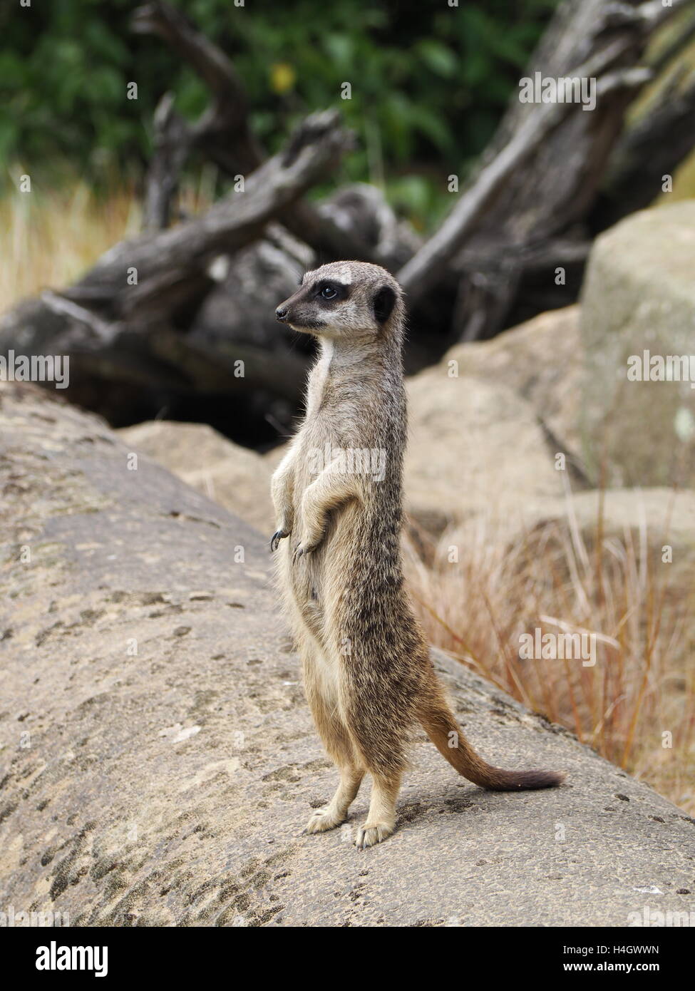 Meerkat permanente sulla guardare nella riserva naturale Foto Stock