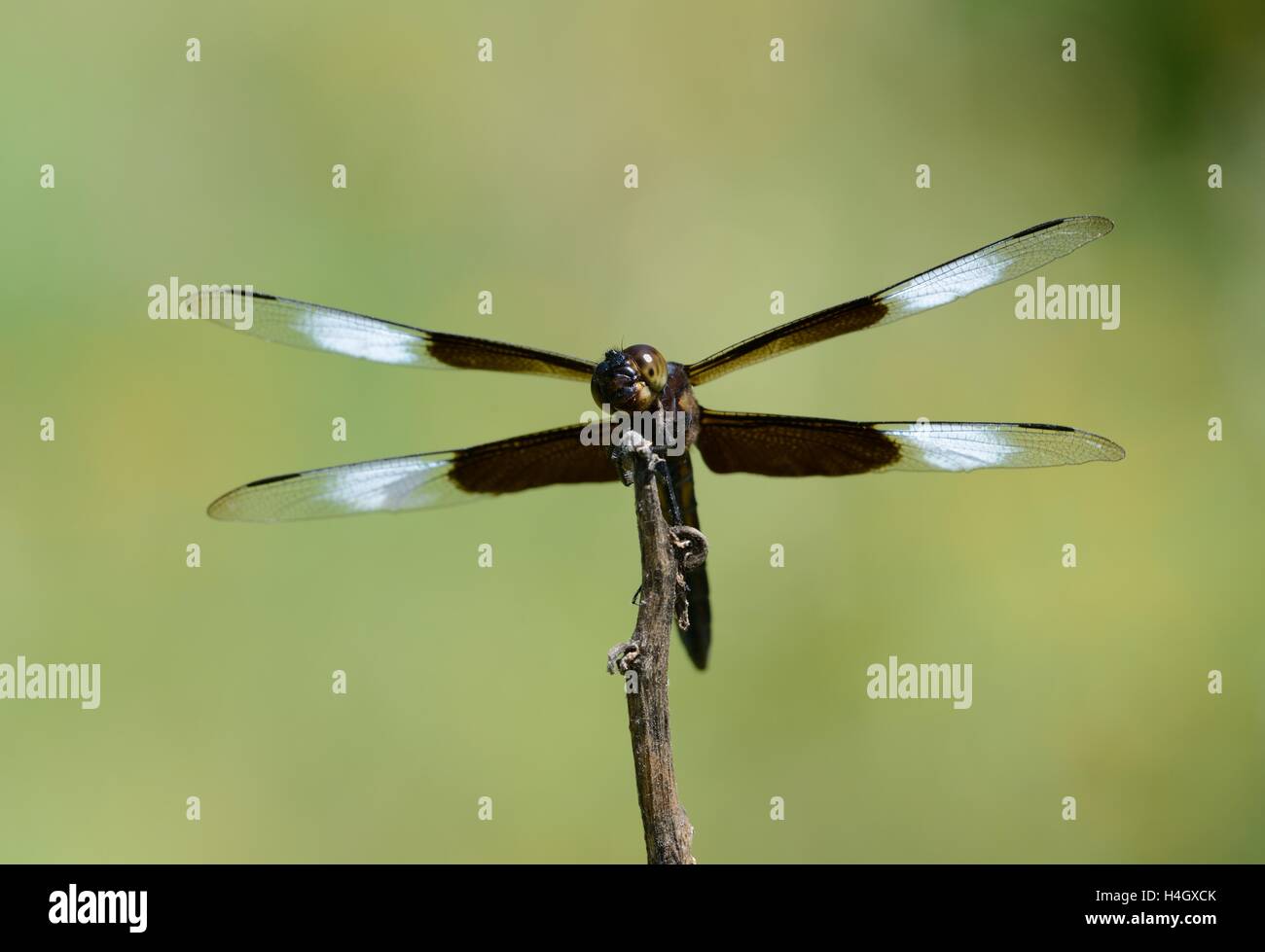 Scrematrice della vedova Foto Stock