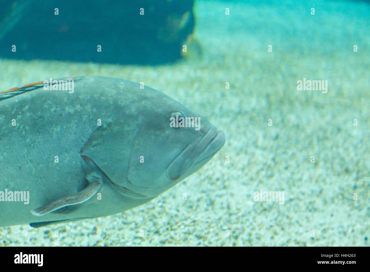 Pesci di acquario oceanarium in profondità blu acqua sparare da vetro con rumore. Foto Stock