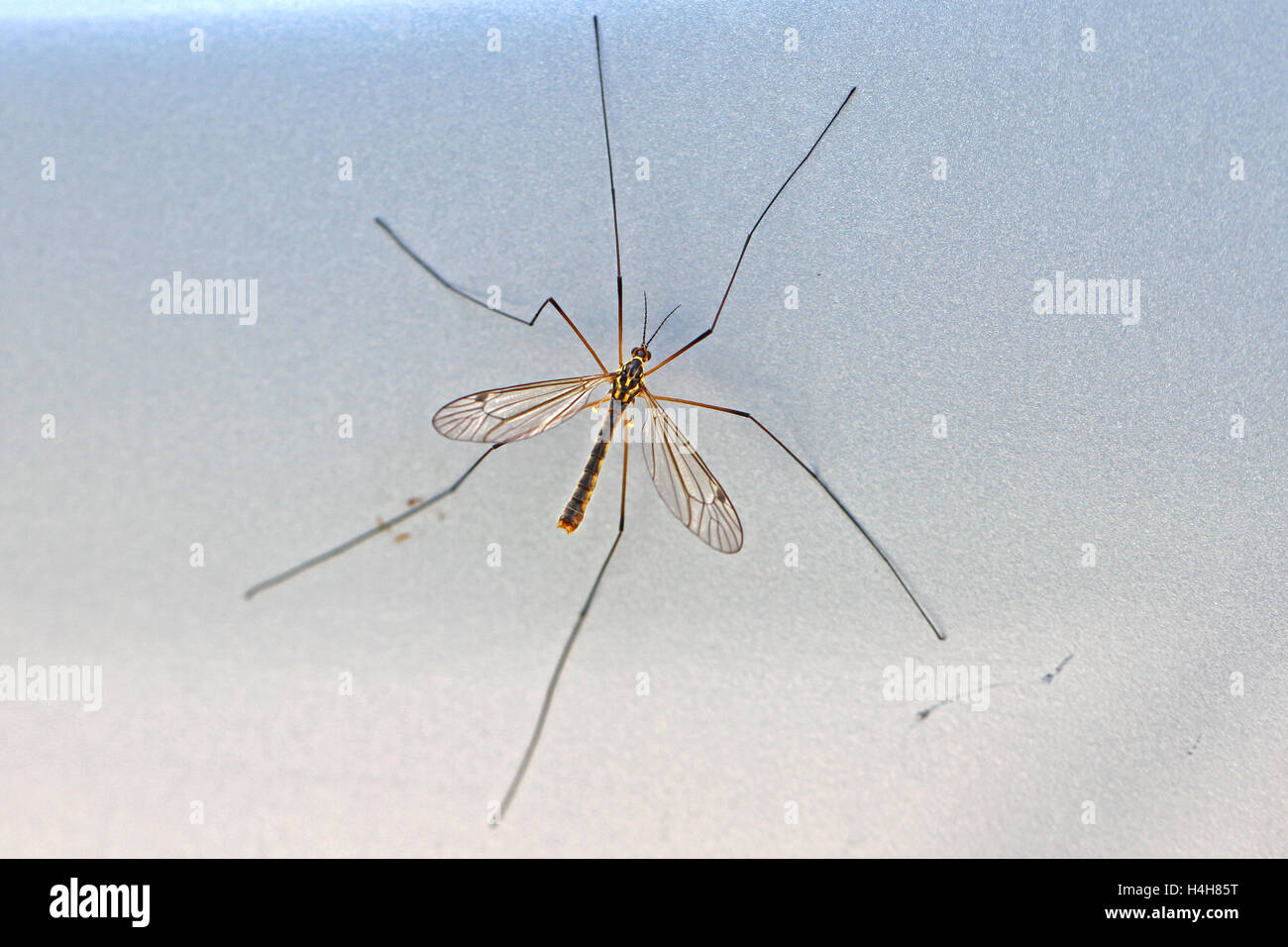 Vero gru-fly o cranefly latino quadrifaria nephrotoma con macchie sulle ali specie simili spotted appendiculata da Ruth Swan Foto Stock