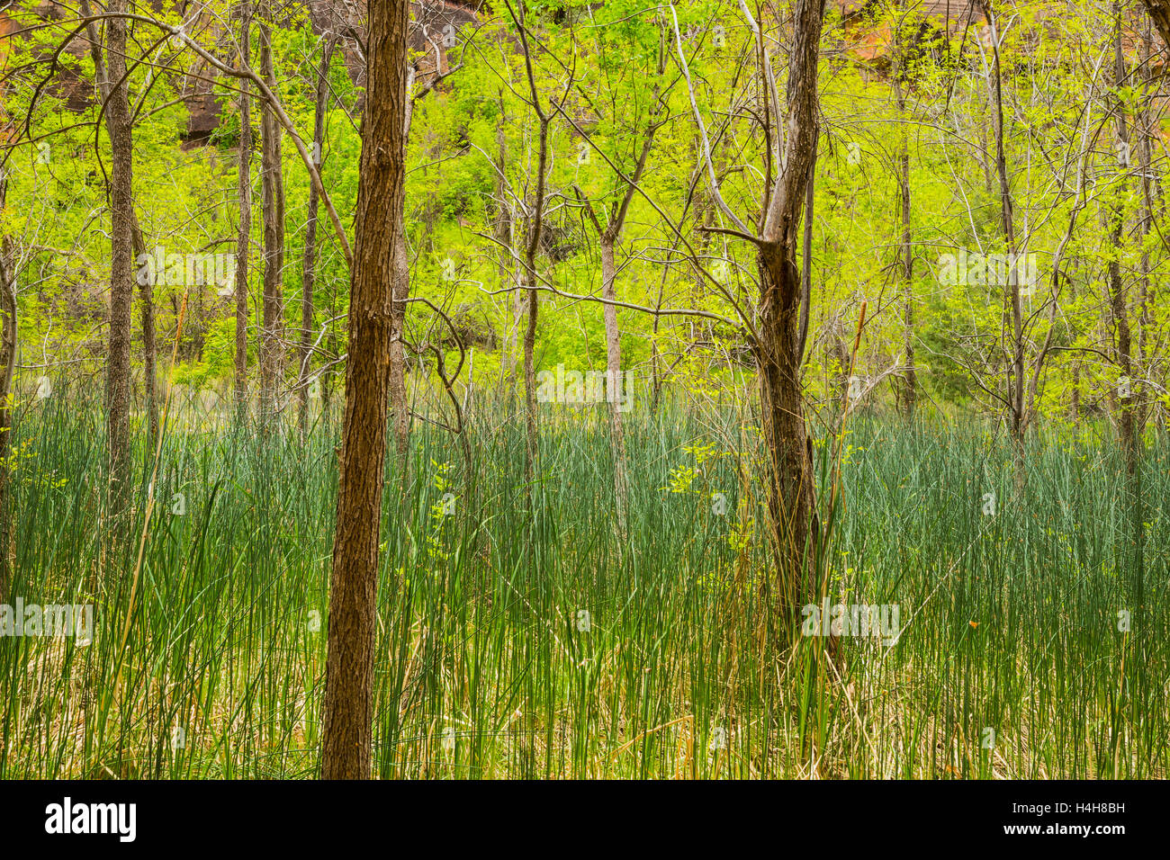 Wilderness area in Zion National Park nello Utah Stati Uniti d'America Foto Stock