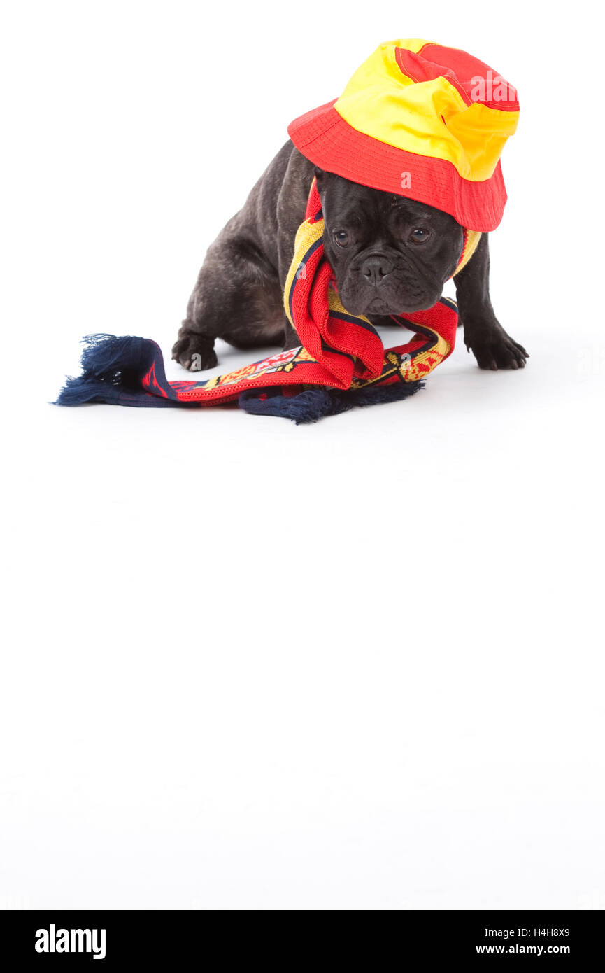 Bulldog francese con lo spagnolo sciarpa e hat Foto Stock