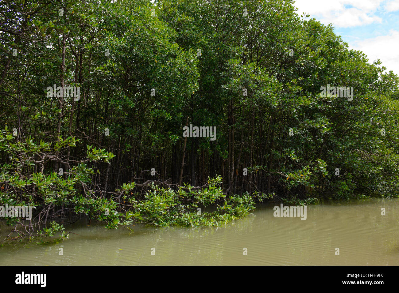 Alberi di mangrovie sulle rive di un fiume Foto Stock