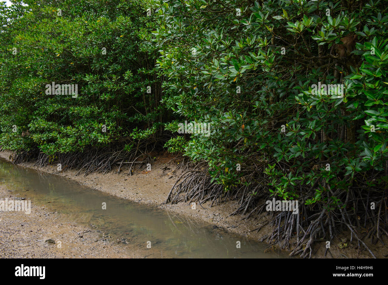 Foresta di mangrovie Foto Stock