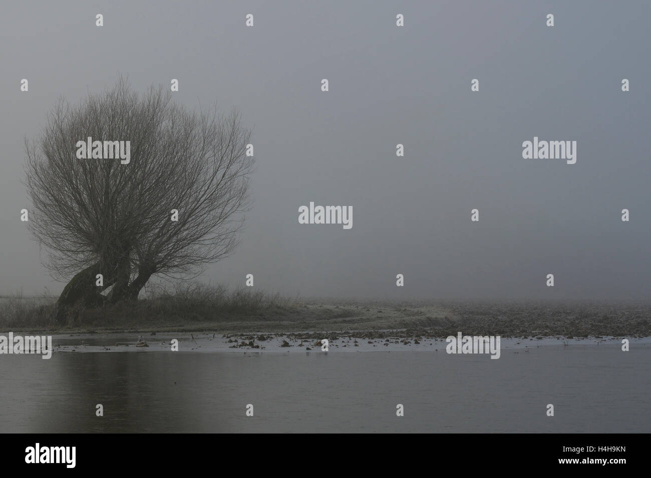 Campi allagati con il vecchio pollard alberi su un tipico grigio nebbia inverno mattina a Basso Reno, Renania settentrionale-Vestfalia (Germania). Foto Stock