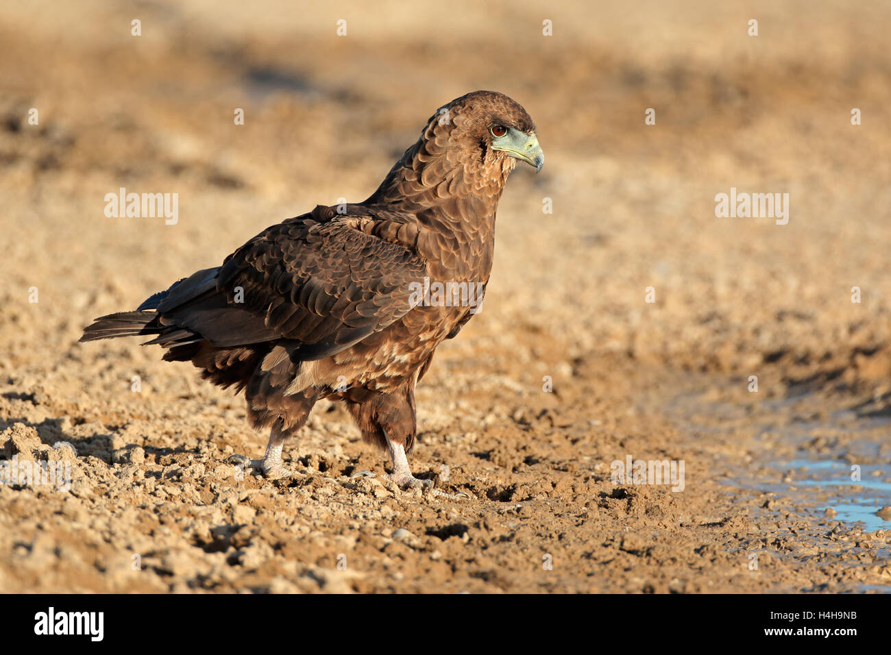 Bateleur eagle (Terathopius ecaudatus) a waterhole, deserto Kalahari, Sud Africa Foto Stock