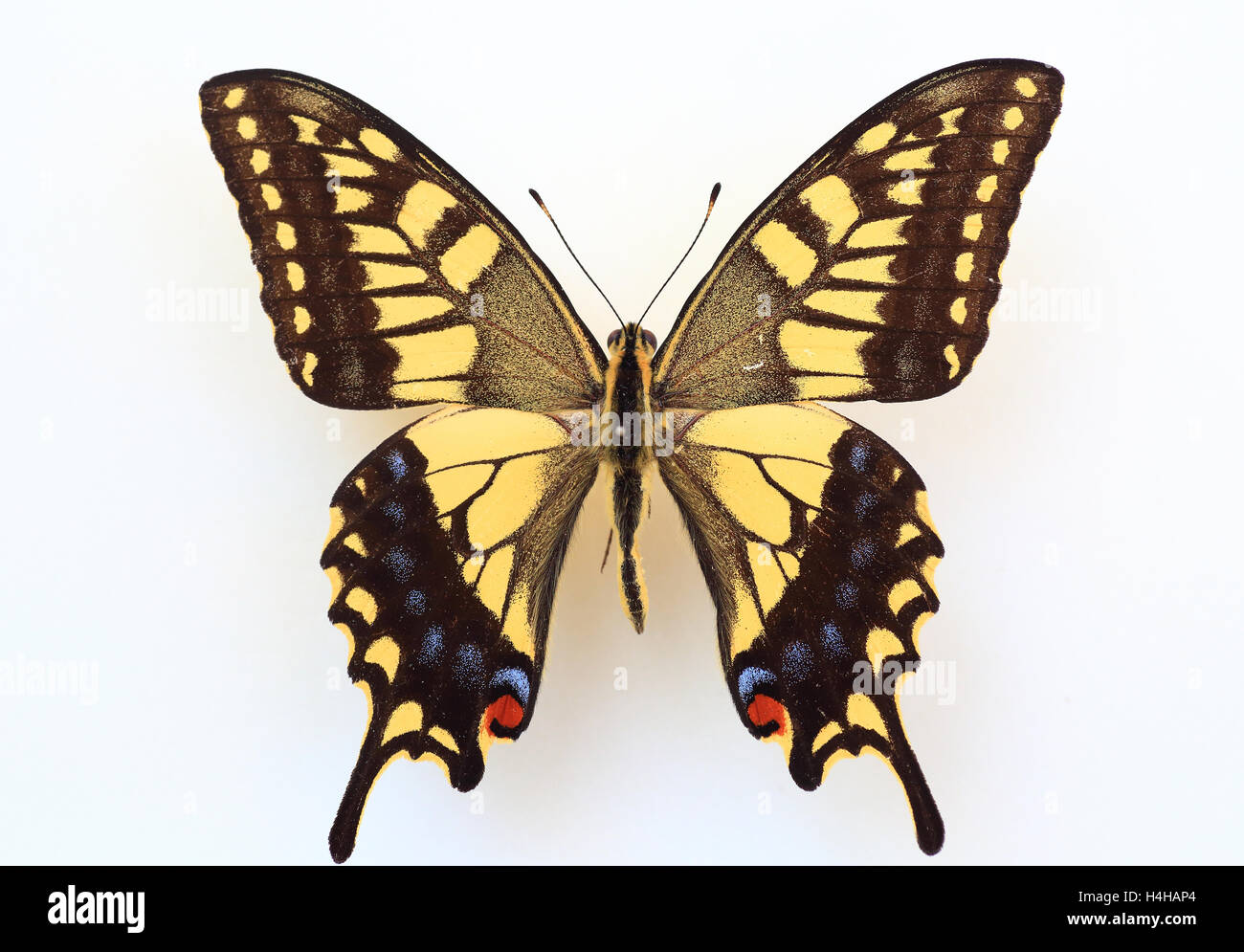 Il vecchio mondo coda forcuta (Papilio machaon) esemplari isolati Foto Stock