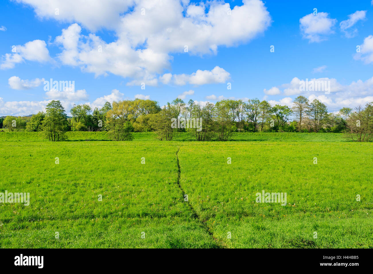 Campo verde con cielo blu e nuvole bianche nella stagione primaverile, Cracovia in Polonia Foto Stock