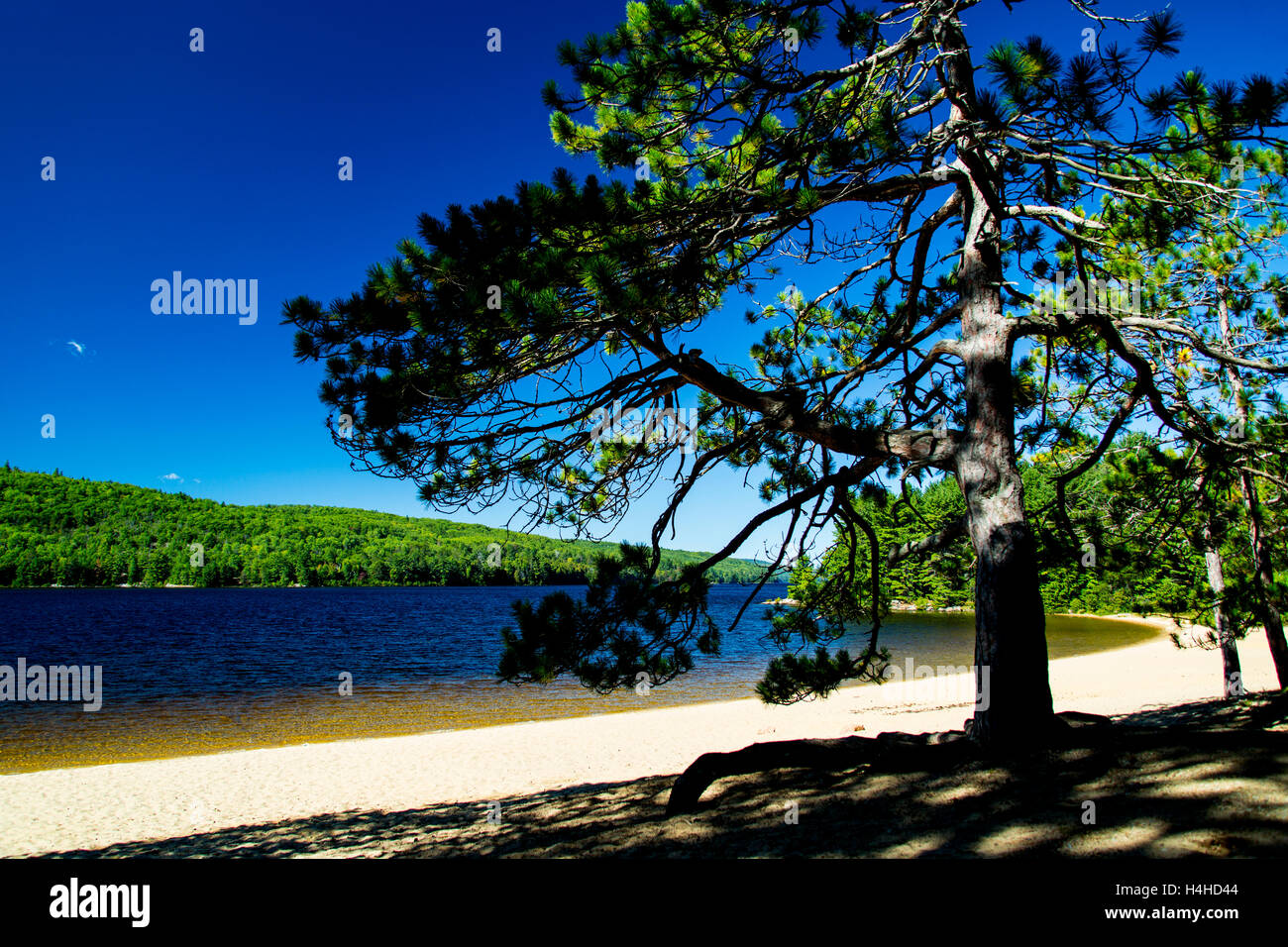 Concedere il lago sul lato orientale di Algonquin Provincial Park Pembroke Ontario Canada Foto Stock