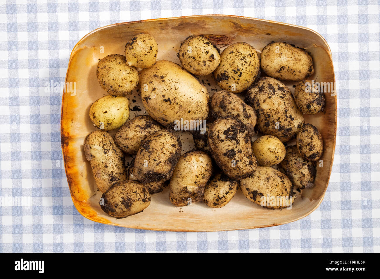 fresco raccolto biologico giardino patate nuove Foto Stock