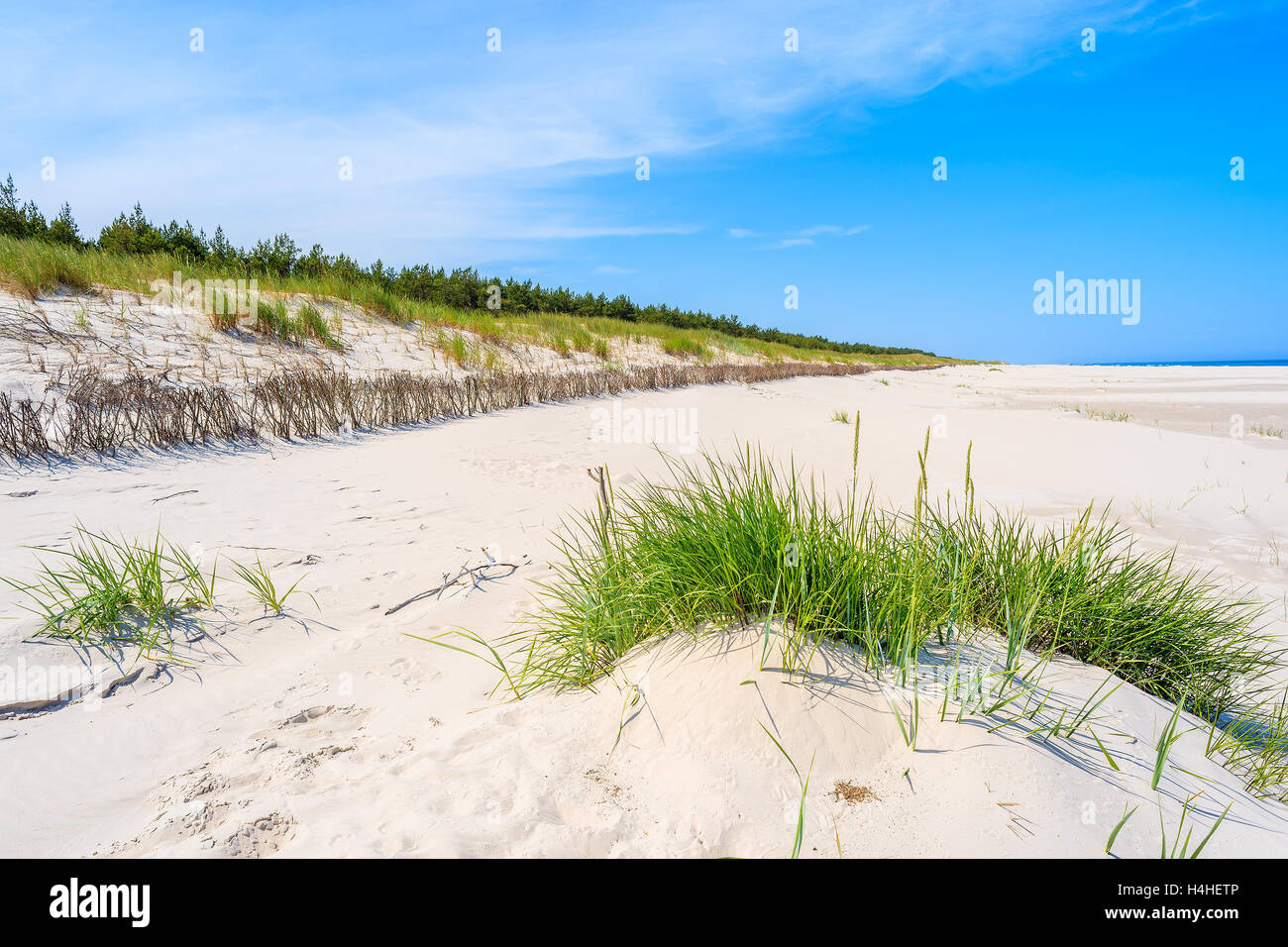 Erba verde sulla duna di sabbia sulla bella spiaggia di Bialogora villaggio costiero, Mar Baltico, Polonia Foto Stock