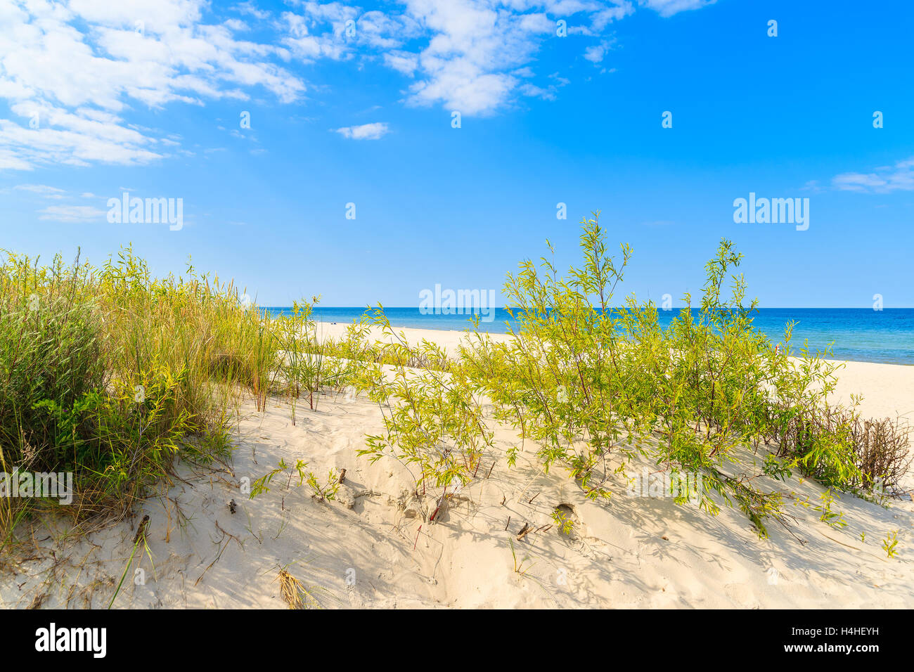 Erba verde su una duna di sabbia sulla spiaggia di Jurata villaggio costiero, Mar Baltico, Polonia Foto Stock
