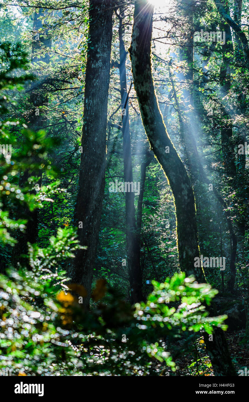 FORET DE STE BAUME, VAR 83 FRANCIA Foto Stock