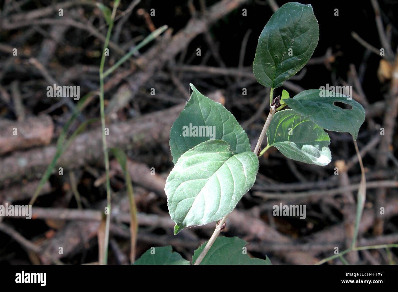 Foglie verdi su un impianto nella parte anteriore della spazzola Foto Stock