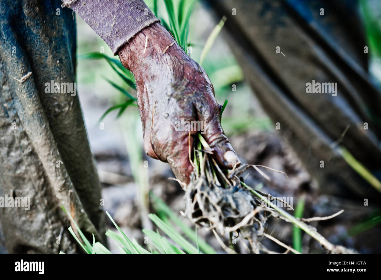 Uomo al lavoro su Cuba piantagione di campo in Vinales Valley Foto Stock