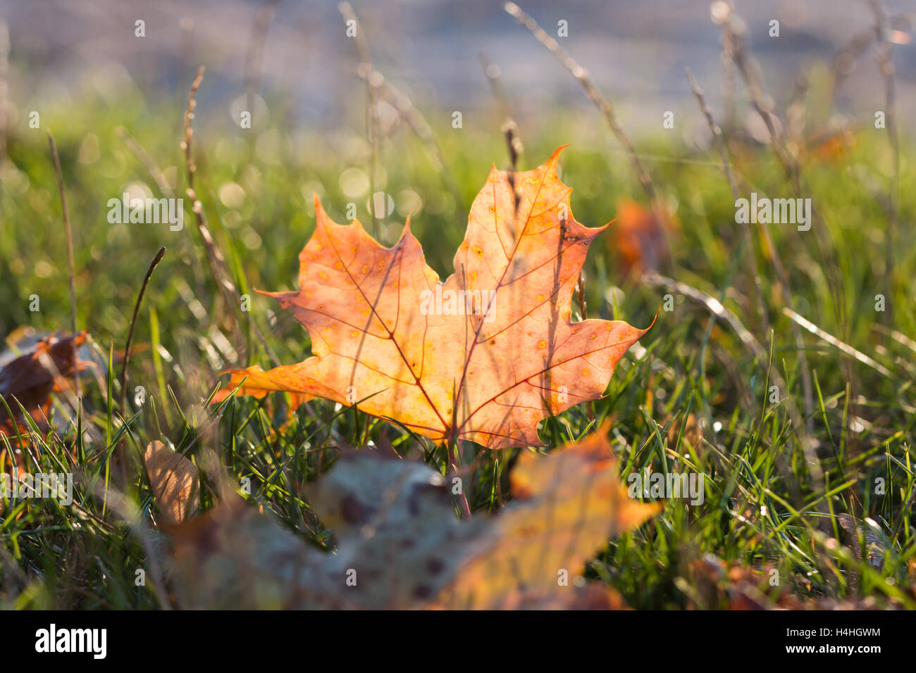 Foglie di colore giallo sull'erba verde sotto il sole Foto Stock Foglie di colore giallo sull'erba verde sotto il sole Foto Stock