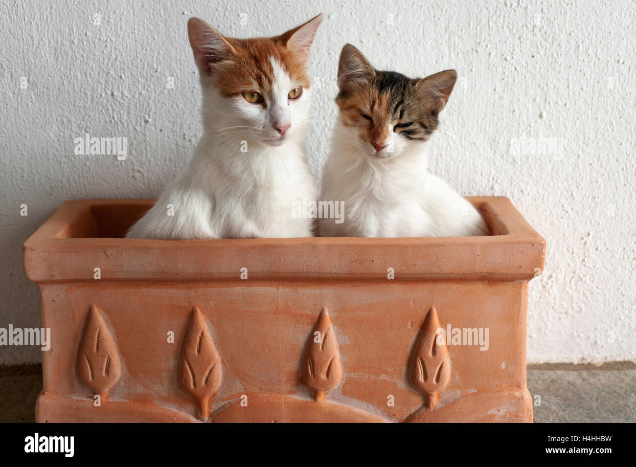 Due sleepy giovani gatti seduti fianco a fianco in un vaso di fiori Foto Stock