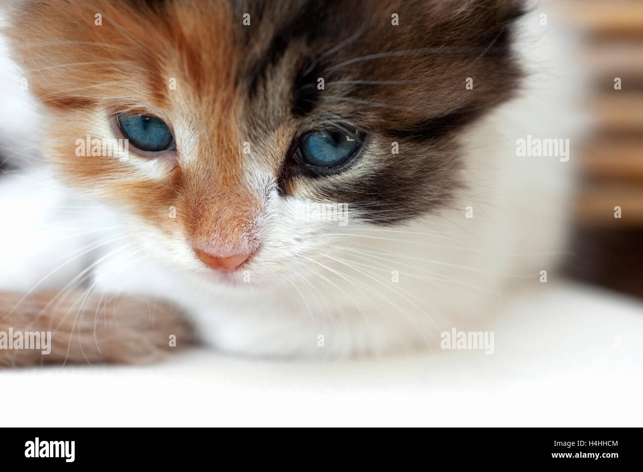 Primo piano di una calico gattino del volto Foto Stock
