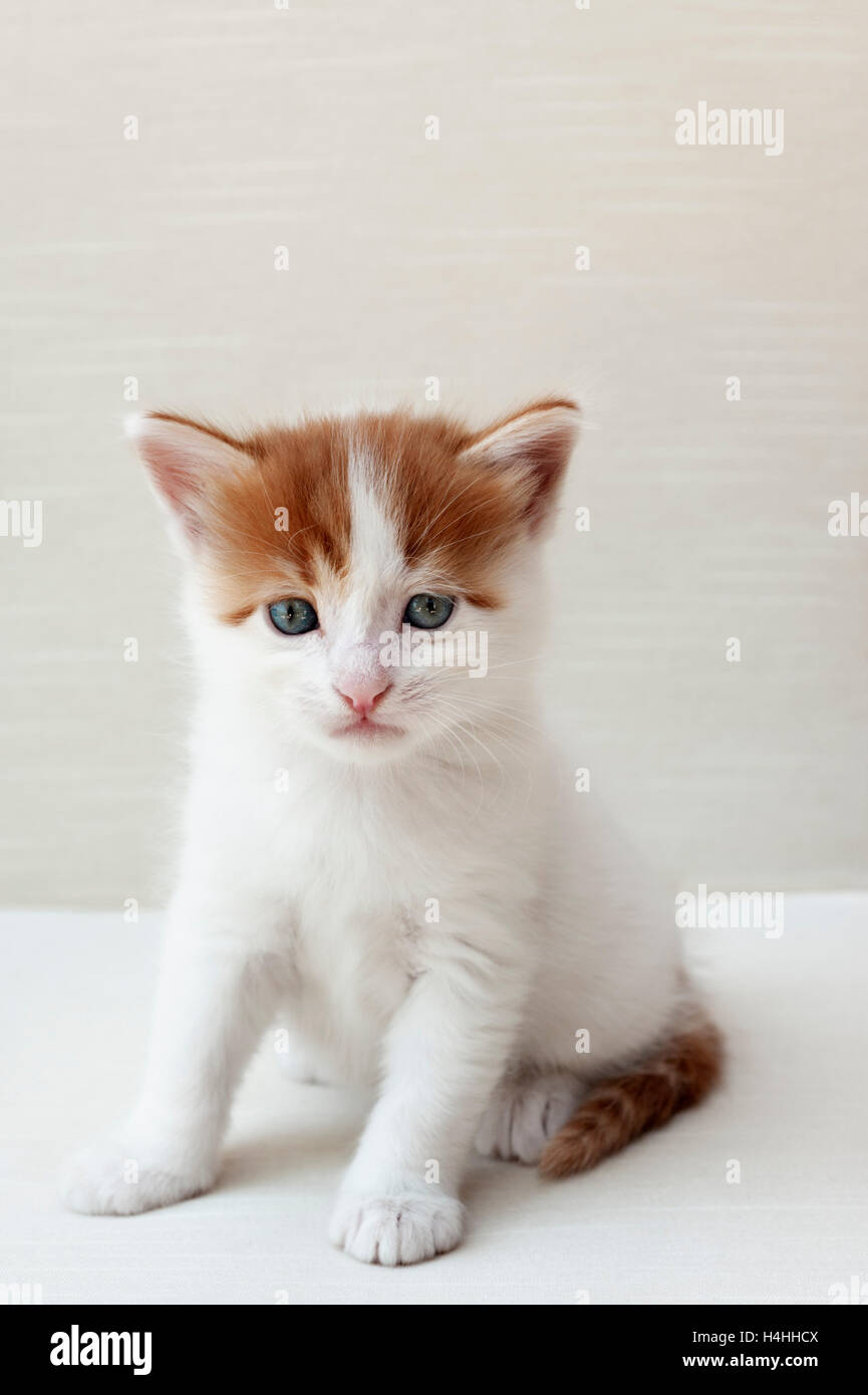 Il bianco e il rosso gattino seduto contro uno sfondo bianco Foto Stock