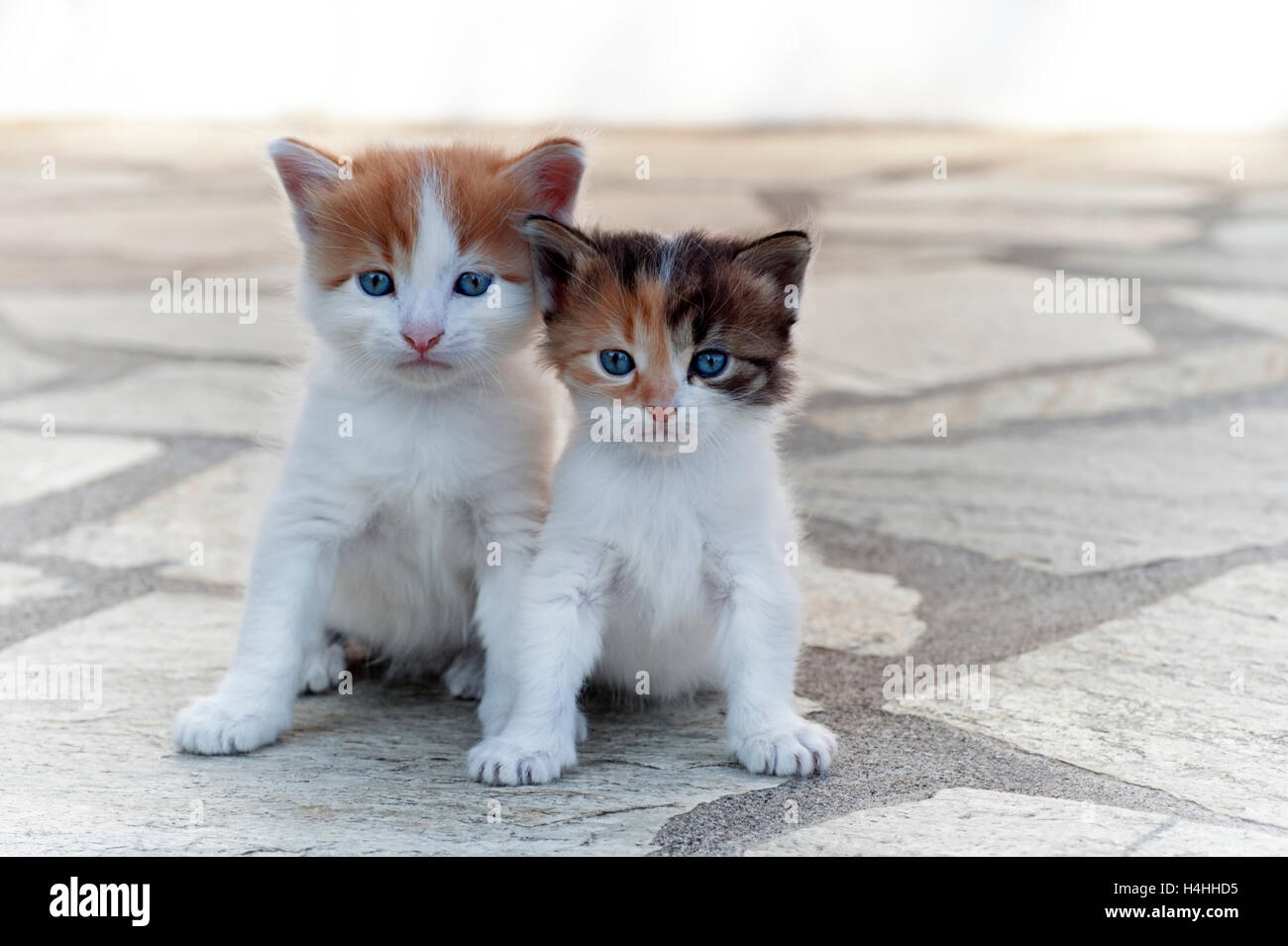 Due di quattro settimane di età i gattini seduti fianco a fianco e guardando la fotocamera Foto Stock