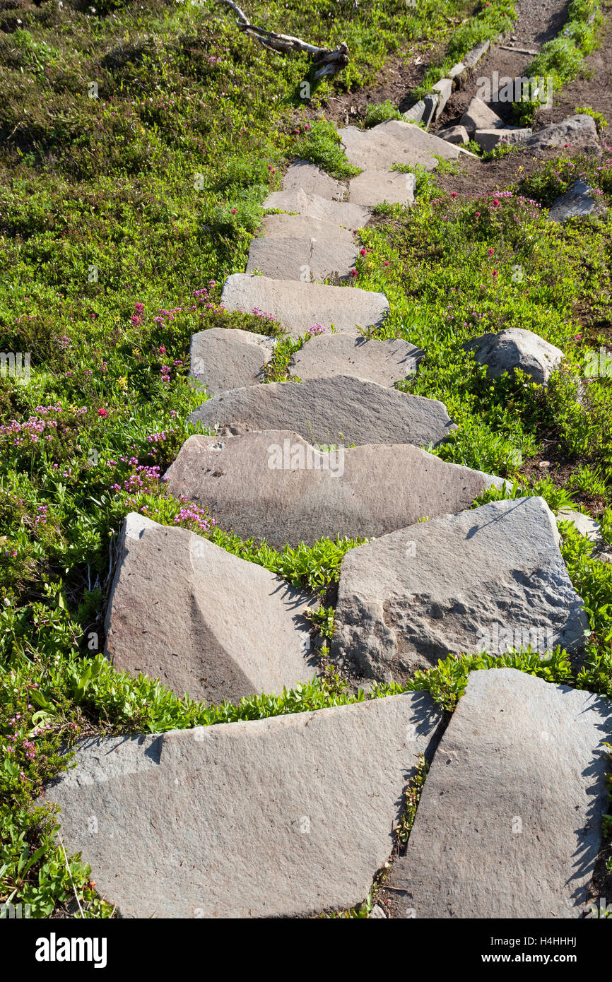 Il Parco Nazionale del Monte Rainier, Washington: gradini di pietra in un prato subalpino circondato con il monte rosa-heather e pai magenta Foto Stock