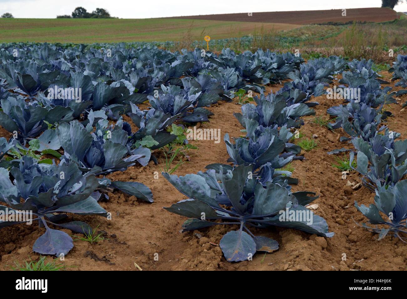 Diverse linee di cavoli cappucci e verzotti di rosso per coltivare in un campo del Belgio. Foto Stock