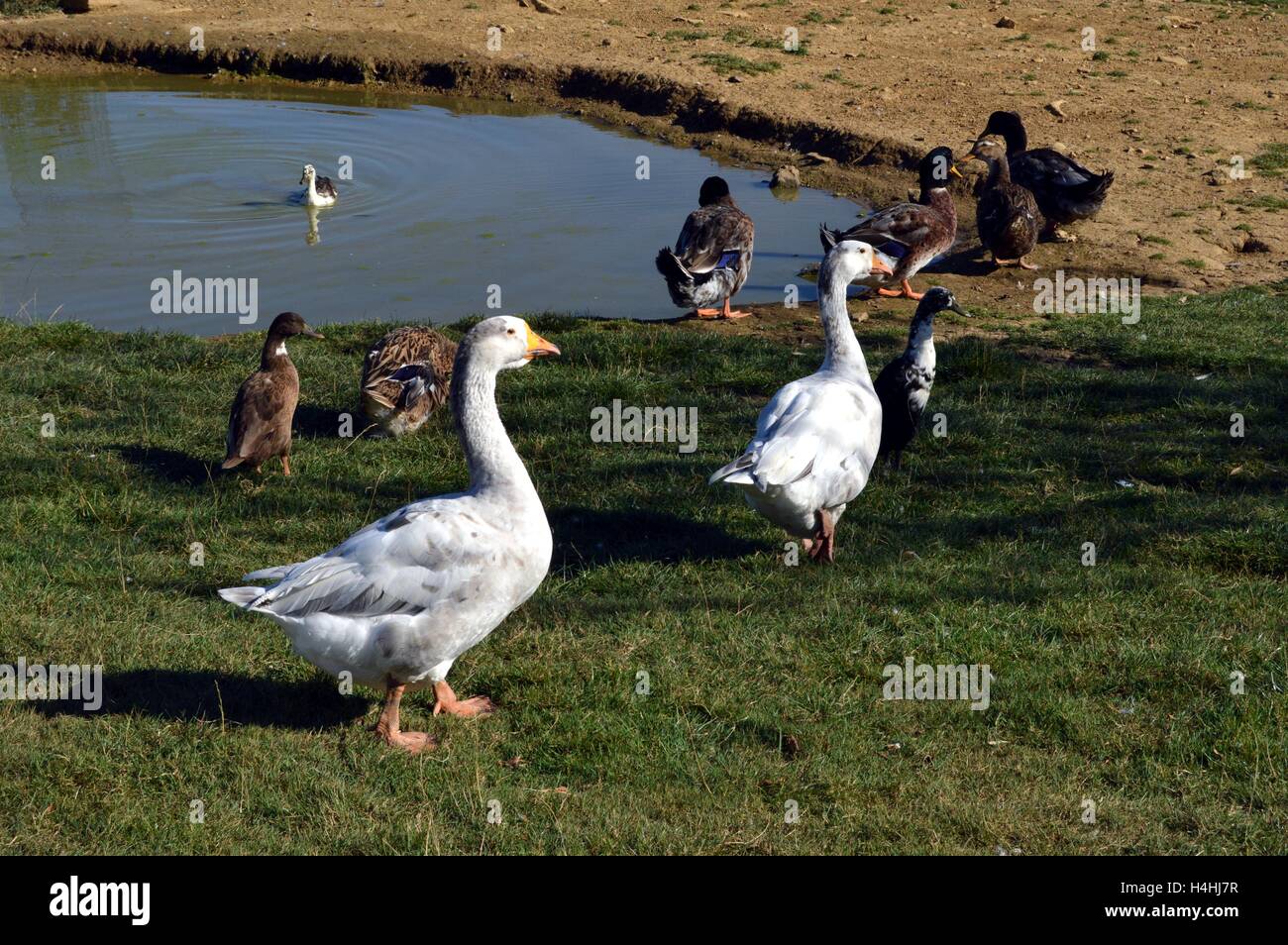 Paio di jares con anatre di fronte ad un tratto di acqua. Foto Stock