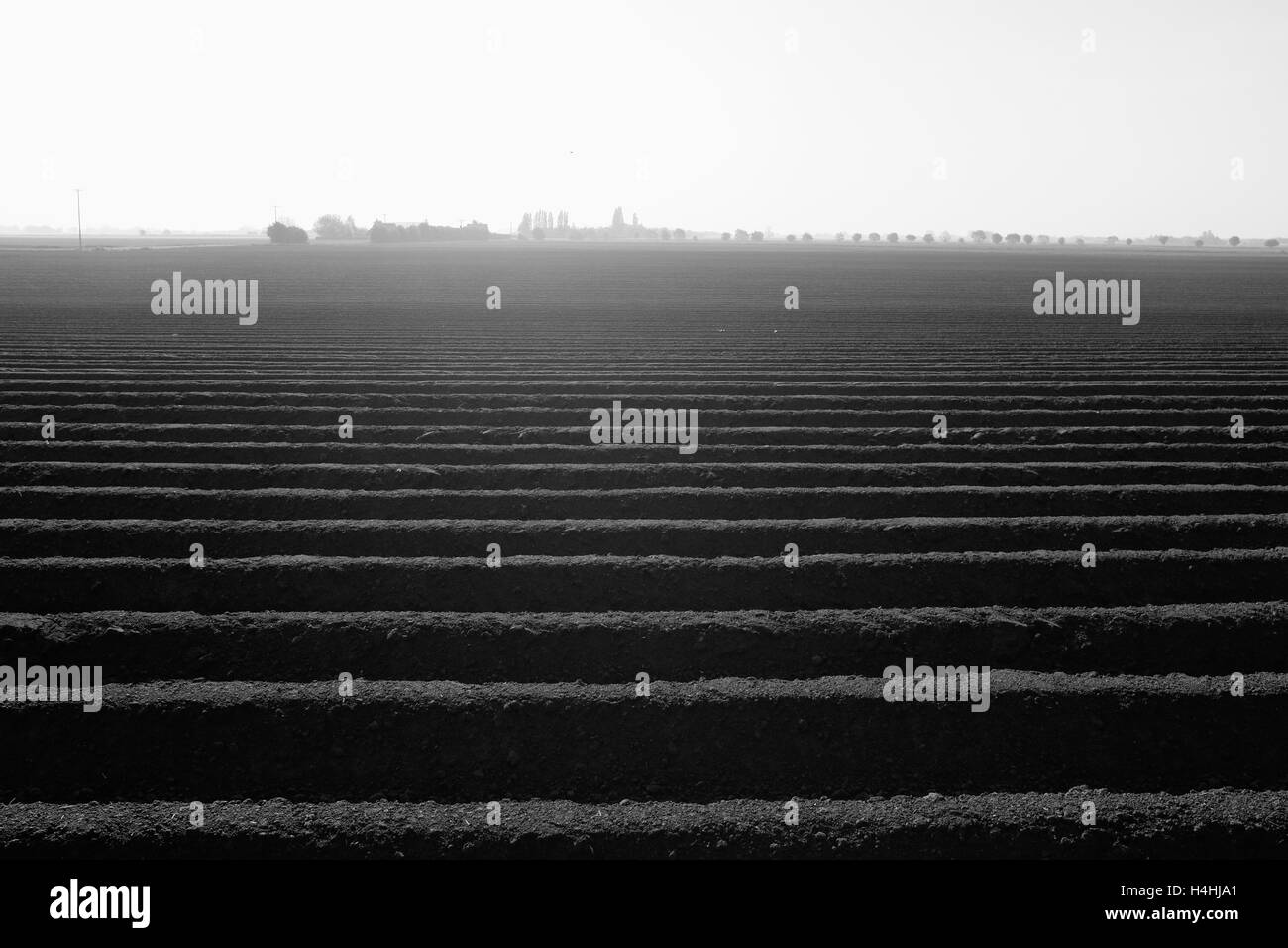 Appena piantato il campo di patate a Wingland, South Holland, Lincolnshire UK. Foto Stock