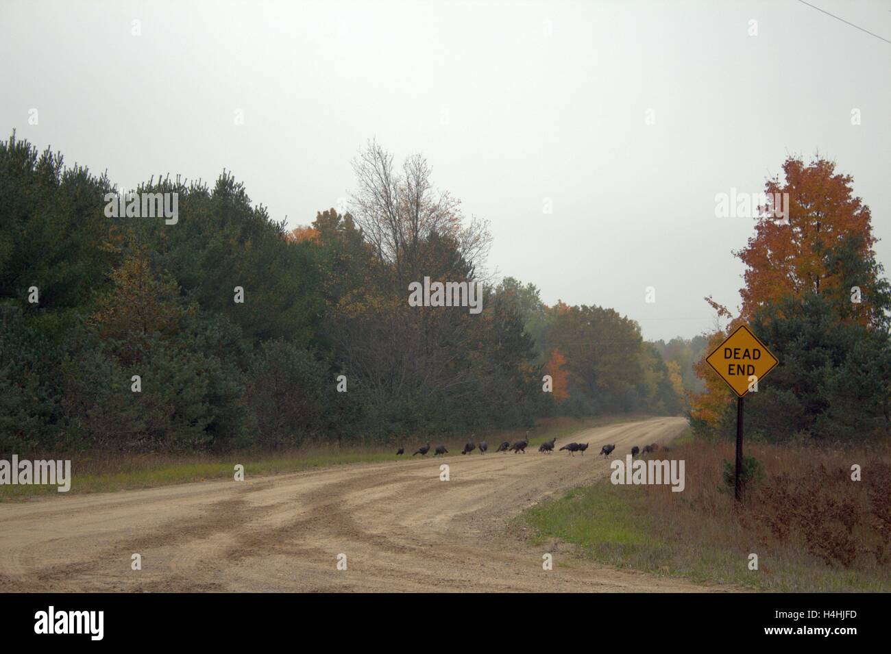 I tacchini attraversando un Dead End Road in una nebbiosa giornata d'Autunno Foto Stock