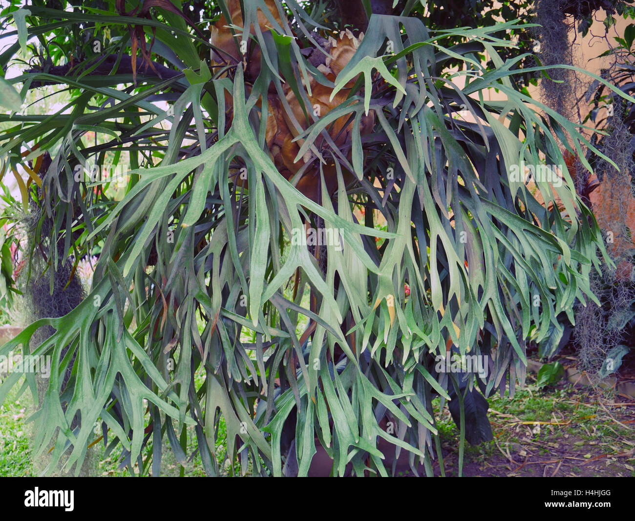 Elk Horn, felce Platycerium bifurcatum Foto Stock