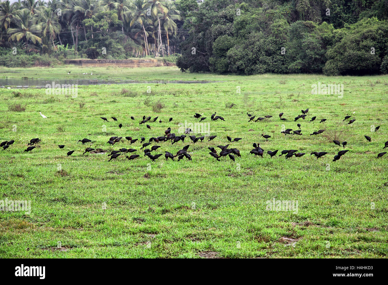 Gregge di nero garzette la ricerca di cibo in erba palustre area del lago Batim letto in Goa, India. Foto Stock