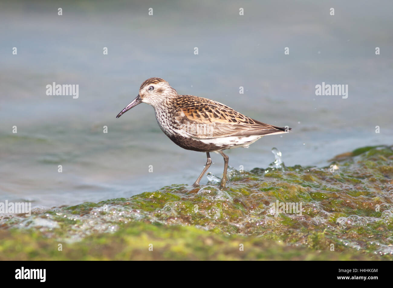 Dunlin calidris minuta Foto Stock