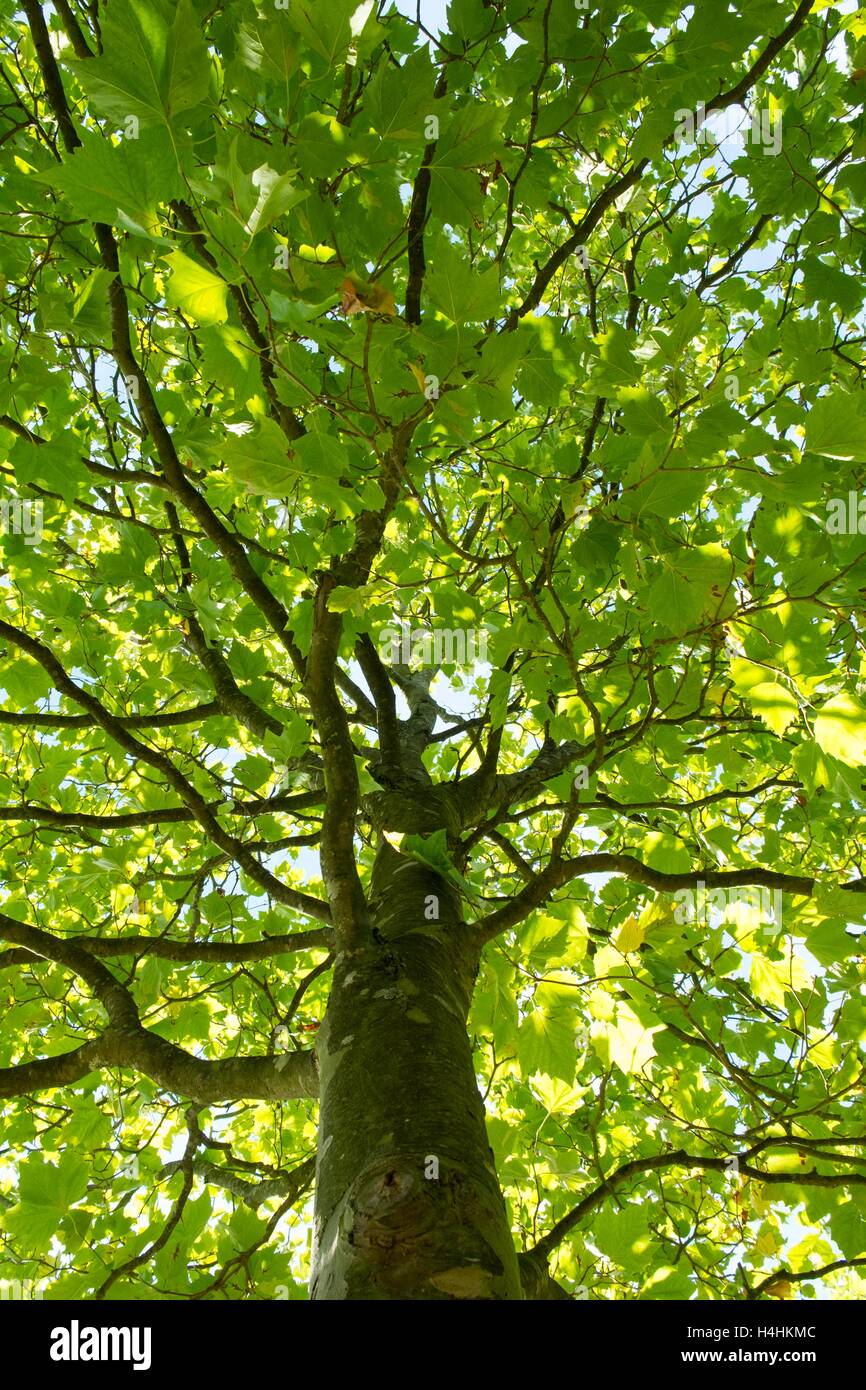 Platanus acerifolia ×, piano di Londra, che mostra la corteccia texture & conopy. Foto Stock