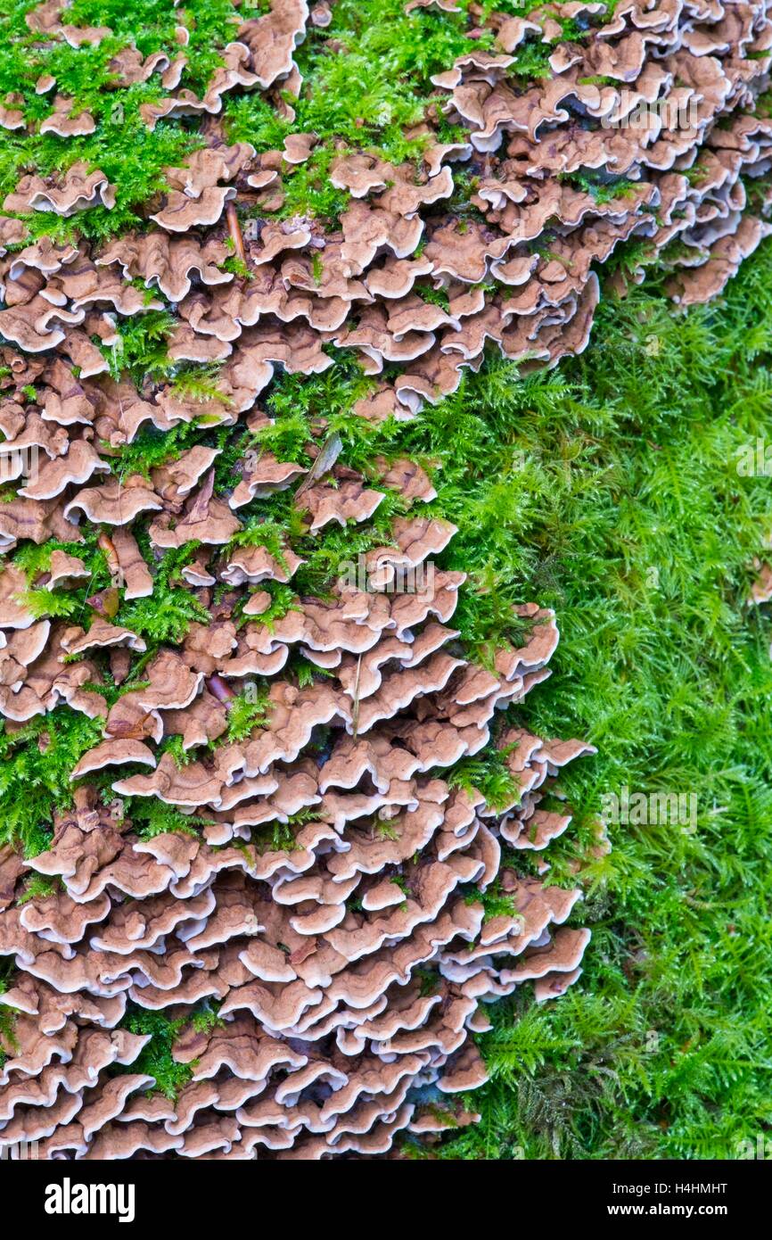 La Turchia tail funghi e moss Foto Stock