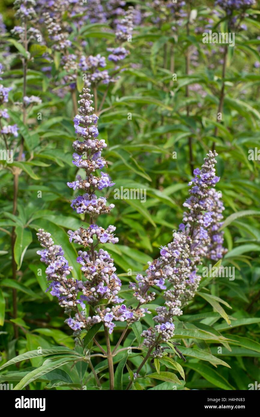 Vitex agnus-castus, in fiore. Foto Stock